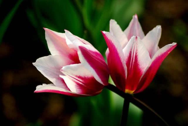 生肖▲福报加身，未来2个月吉星高照，财禄扎堆来袭，一帆风顺的3生肖