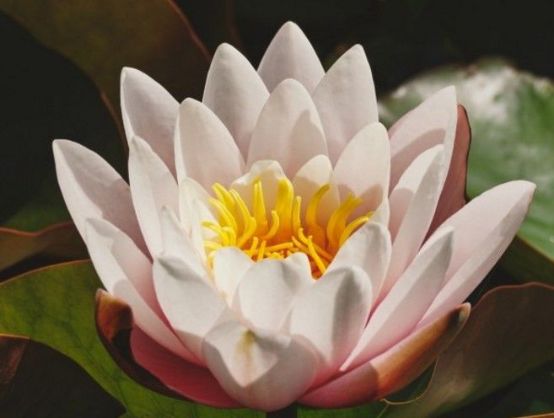 运势：非常不懂女人心的三个生肖，不怎么会讲话，情趣浪漫不存在