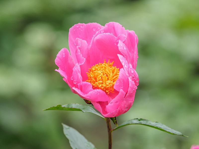 运势|恭喜！八月中旬喜上眉梢的3生肖，事业一顺百顺，生活万事如意