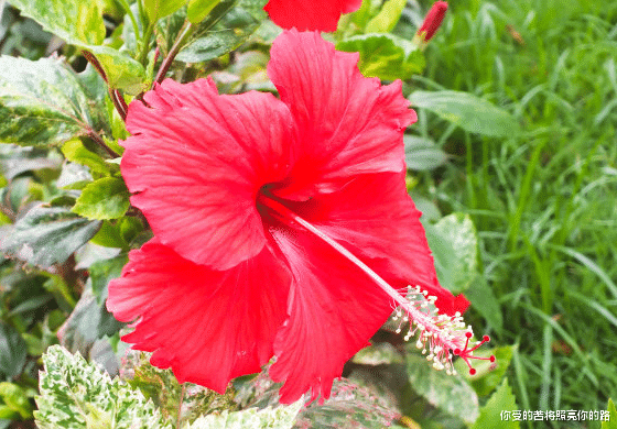 桃花灿烂|8月中，好运连连，4属相好事不断，事业发展顺利，福禄无穷