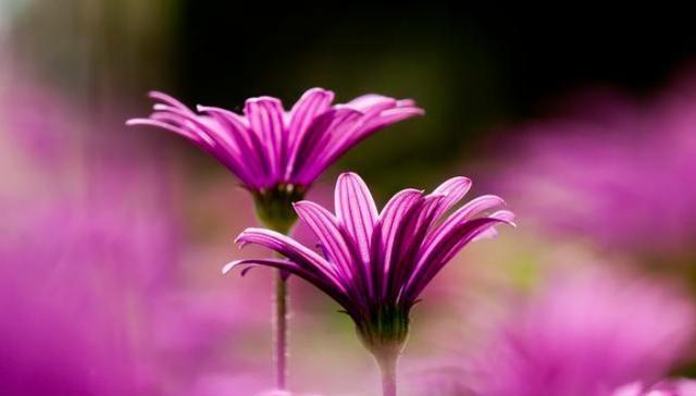 [生肖]吃软不吃硬的3大生肖，吵架绝对不妥协，你敢凶我就敢离开