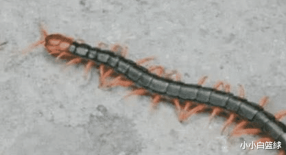 蜈蚣|五毒之一的蜈蚣为什么毒不死公鸡蜈蚣：求你查一下公鸡是什么段位