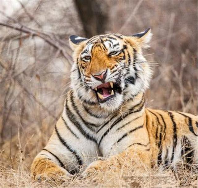 「老虎」凶残食人虎，出入两国吃下436人，人们将它击毙后才发现吃人秘密