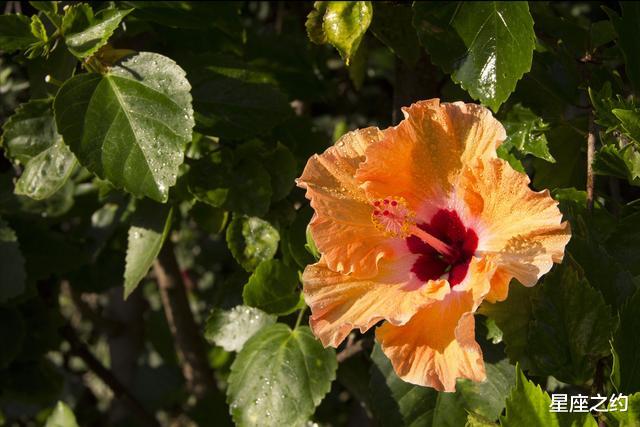 生肖|在9月份，牵手挚爱，不忘初心，一爱到底的三大星座