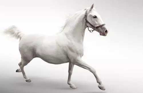 生肖马：1月20日有“好囍”送上门啦，请接囍，连发3年鸿运！