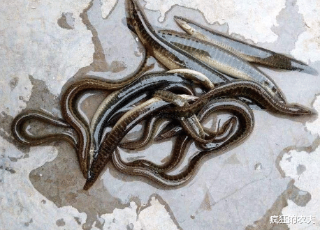 案件通报|酷似泥鳅的刀鳅，起初没人吃，钓鱼人嫌晦气，如今100一斤买不到