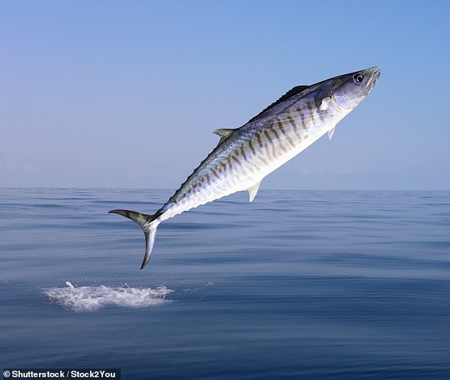 饵料|澳洲渔民钓鱼时被鱼“拍死”