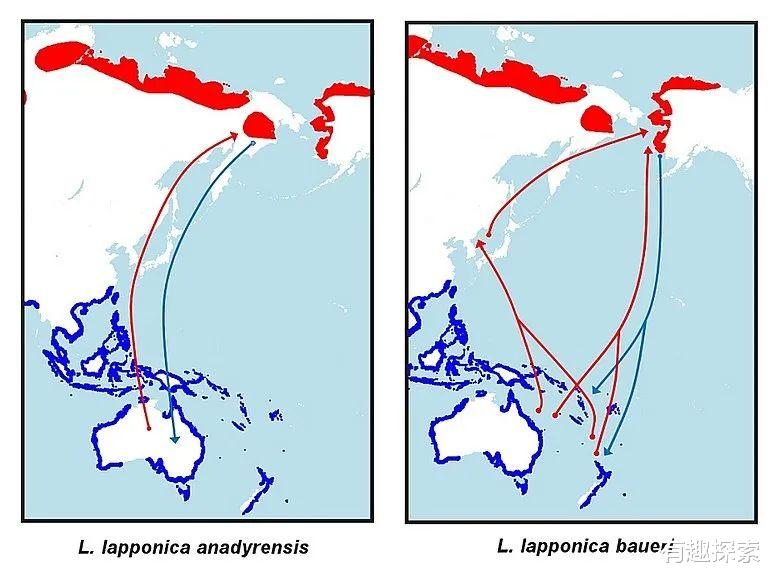 |一次性飞1.22万公里，横穿太平洋，一只飞鸟打破肉身耐力极限