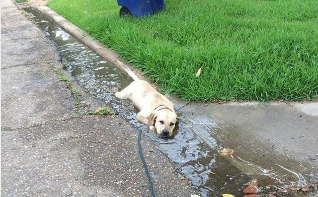 “你感受过绝望吗？”12个令铲屎官生无可恋的画面，狗狗：怪我咯