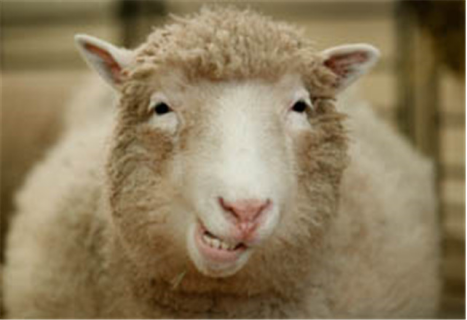 |曾风靡世界的克隆技术，为何如今没人再提？看看“多莉”你就懂了