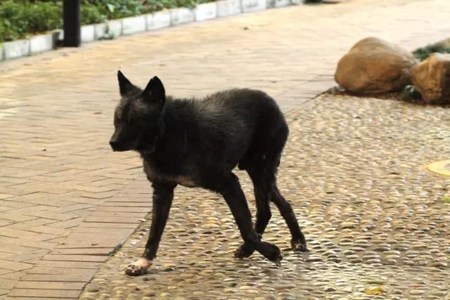 ＂那只黑狗”，在只有流浪猫能活下来的湾区，孤独地改写了历史