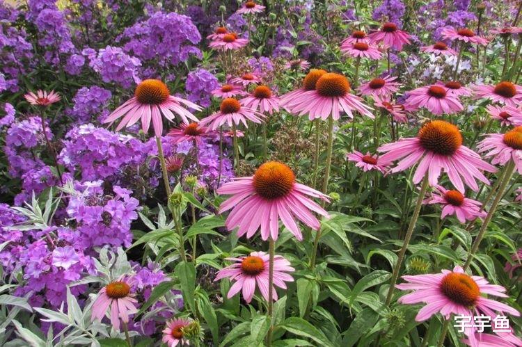 运势|9月开始财气冲天，运势不差，事业一路高歌，人生好命的四大生肖