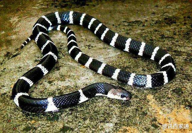 银环蛇|银环蛇为什么是中国最毒的毒蛇？看完就懂了