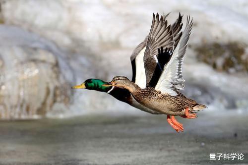 「基因」鸟类没有「丁丁」,是如何交配的?