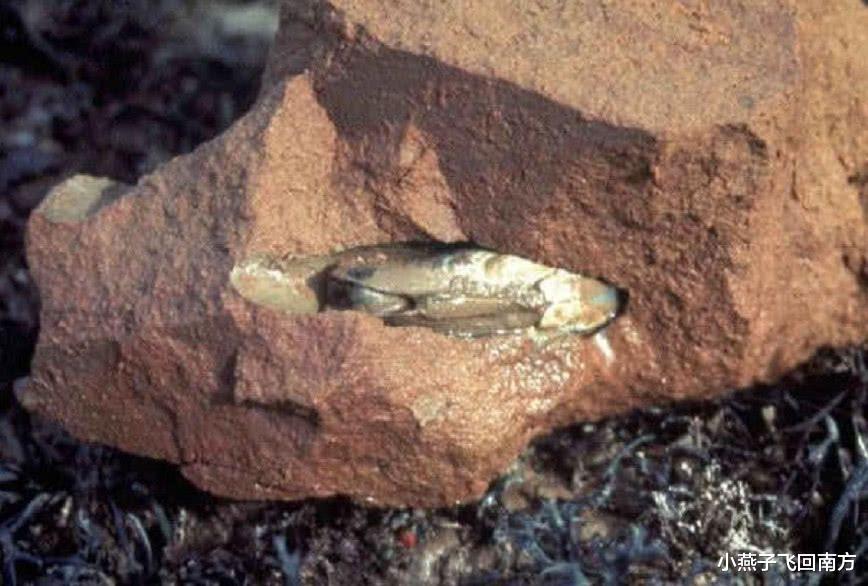 石灰岩|它是世上最神奇的动物,竟有“穿墙术”的特异功能,却被吃到灭绝
