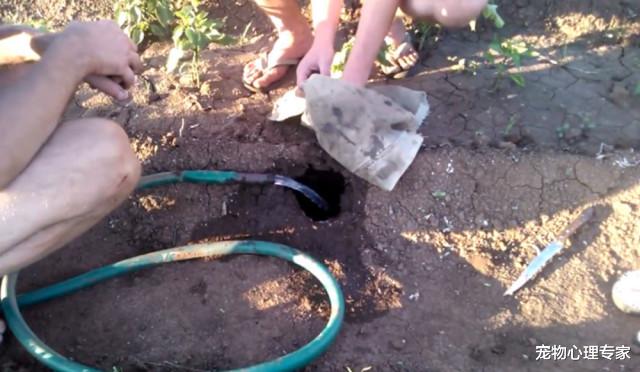 宠物心理专家 庄稼总被无故偷吃，老农寻迹发现1个洞，灌水后直言赚到了