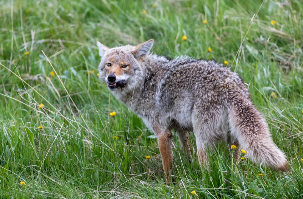 能与猫咪作对的6类动物，猫咪稍不注意，就会被这些“天敌”伤害