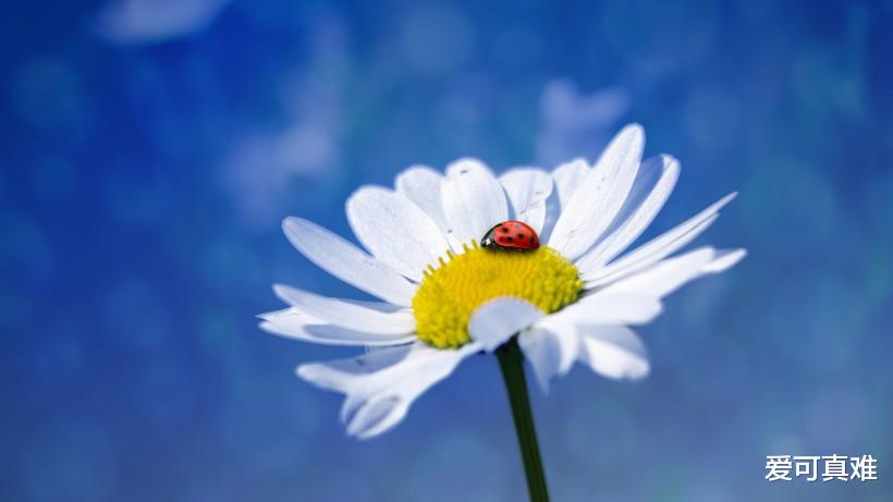 「」生肖猴：“穷酸”命里无财，窝囊不上进，下半辈子没钱没人养？