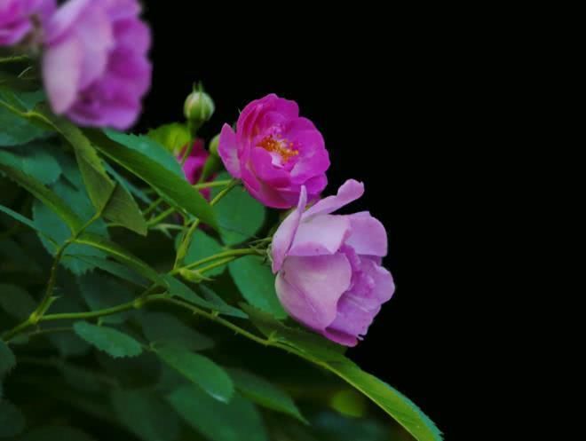 生肖|10月开始，有贵人助力，喜事一桩又一桩，财神眷顾的四大生肖