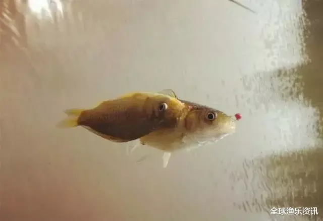 #鲫鱼#钓鱼用上这三招,5分钟上鱼,鲫鱼都抢着上钩