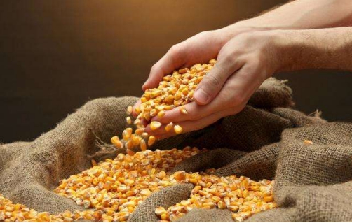 |中国向全世界宣布: 与美国签订136万吨玉米大单!乌克兰:那我呢?