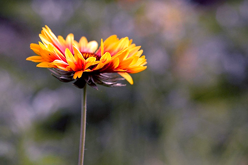 处女座|2020下半年，心存善念，福报显现的三个星座