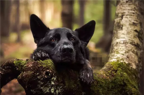 曹操|吕后真实死因被揭开，学者：死因太尴尬，难怪史学家不敢正面描述