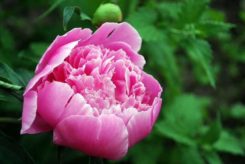 生肖|8月开始财富收入增长，事业顺风，事业一路高涨的4生肖