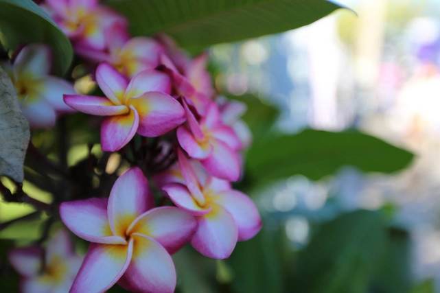 运势|2021上半年运势好了一整倍，身边贵人陪伴，日子红火发紫的属相