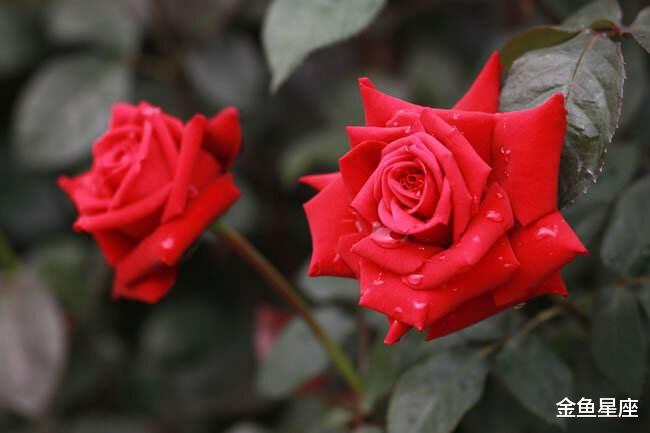 「运势」七月下旬桃花旺盛的3生肖，感情顺利，容易获得爱情好运