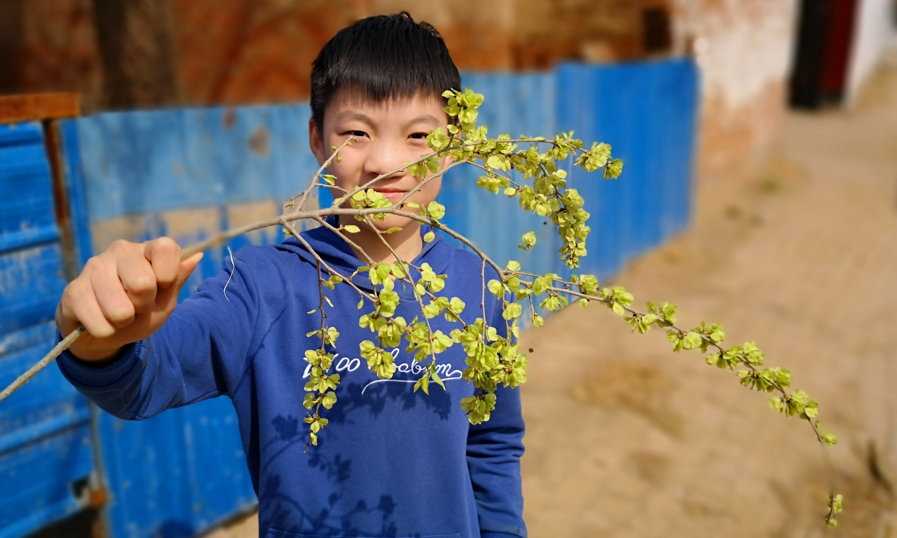 『香椿』它是“树上安眠药”，失眠最怕它，现在正当季，比香椿槐花还好吃