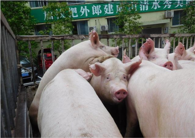 生猪价格|9月10日猪价:2涨5平19跌,猪价真要一跌不起?一个坏消息