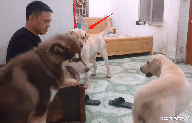 男子捡了只大狗，结果拉布拉多懵了，狗：外面有狗还带回家