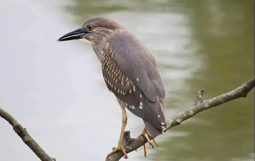 广东发布|住手！别再疯狂试探了！