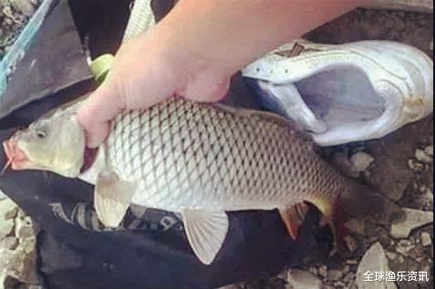 【】四五月钓鱼绝密“饵料”，一天野钓80斤，旁边钓友都闭口了