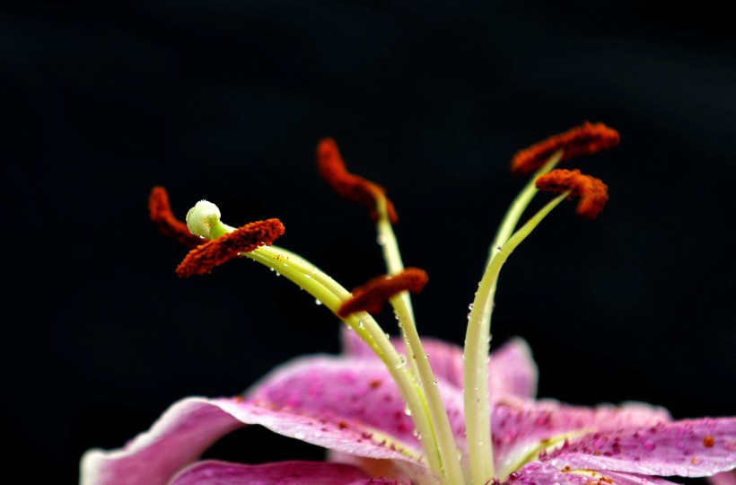 生肖:7月底幸福来临,4生肖桃花运旺,有望脱单,迎接大好姻缘