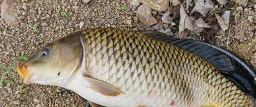 []野外垂钓鲤鱼，灵活变动才是关键。实际垂钓经历分享如何灵活应变