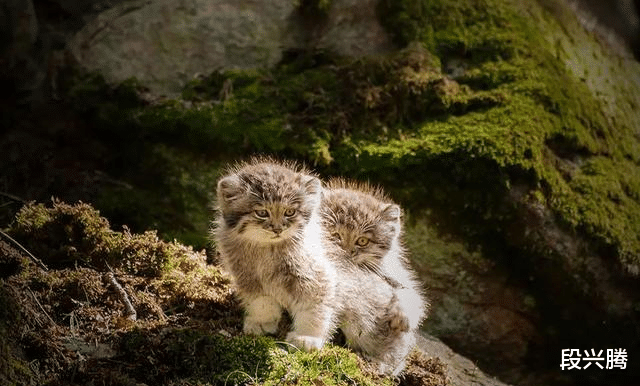 表情包：这只猫500万年没有进化过，比狼还凶，人们却把它当成表情包