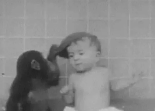 「黑猩猩」那个人类一起长大的猩猩，坚信自己就是人类的一份子，现状如何？