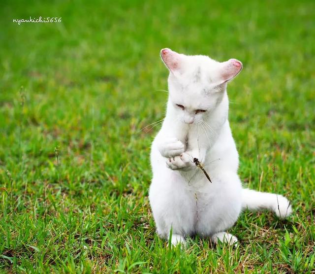 泪目！在这位日本小哥的镜头下，流浪猫竟然学会了飞翔！