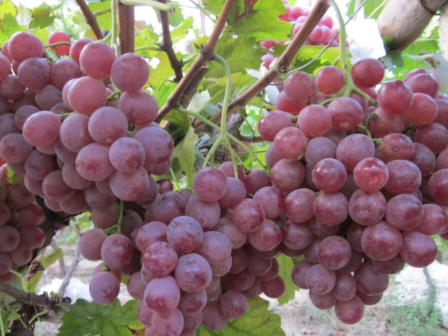 排毒▲女生来“大姨妈”时，尽量多吃4种食物，暖宫排毒，妇科病或不来扰