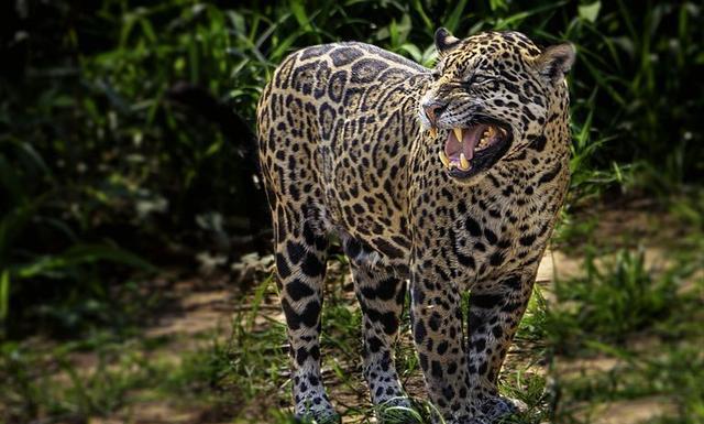 『老虎』辟谣：美洲虎真的能战胜小亚种老虎吗？