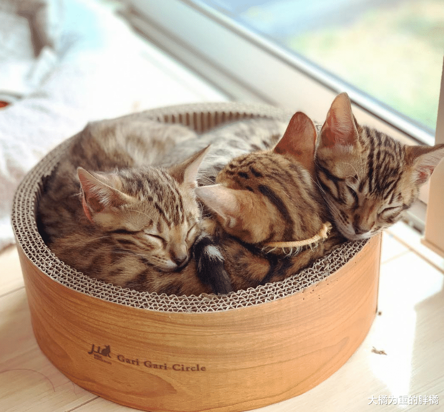 孟加拉猫养了个“小老公”，陪它长大还为它生3只小猫，喵生赢家