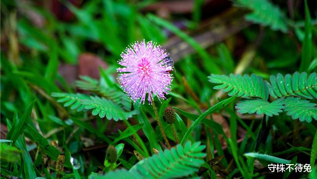 含羞草|10个冷知识:为什么年龄越大,感觉时间过得越快