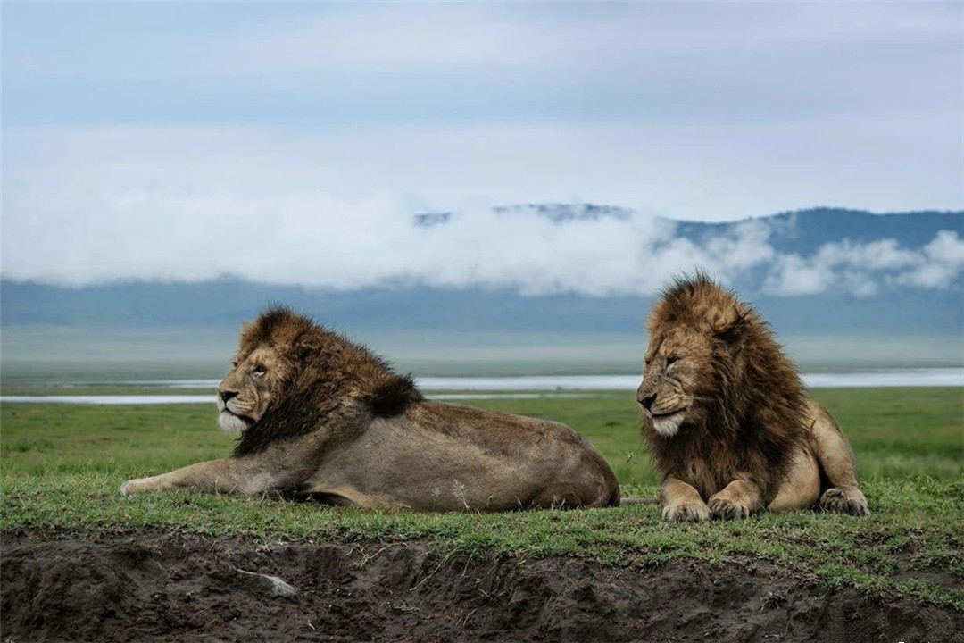 撞脸|为何人类的丁丁像蘑菇？巧合还是进化优势？它有什么作用？