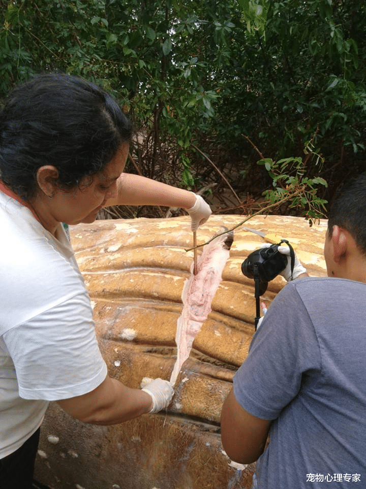 『座头鲸』亚马逊森林中出现一庞然大物，竟是只座头鲸，来历令人百思不得解