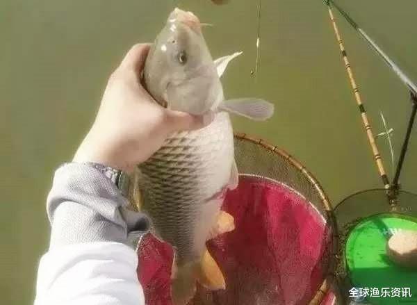 []夏季如何征战黑坑？老钓友：学会这款自制饵料，每次多钓30斤