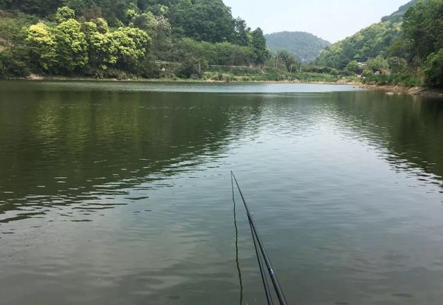 鲤鱼|野钓鲤鱼小技巧：要想钓得多，还得从这两方面入手
