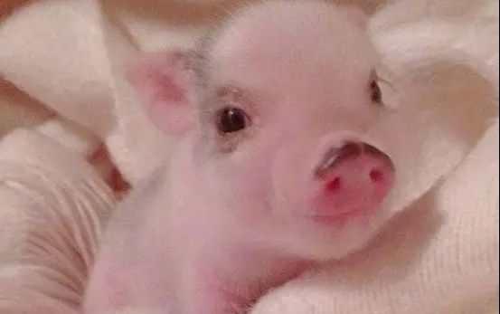 ▲属猪人这几个月要低调行事啦，不然后果自己承担不起