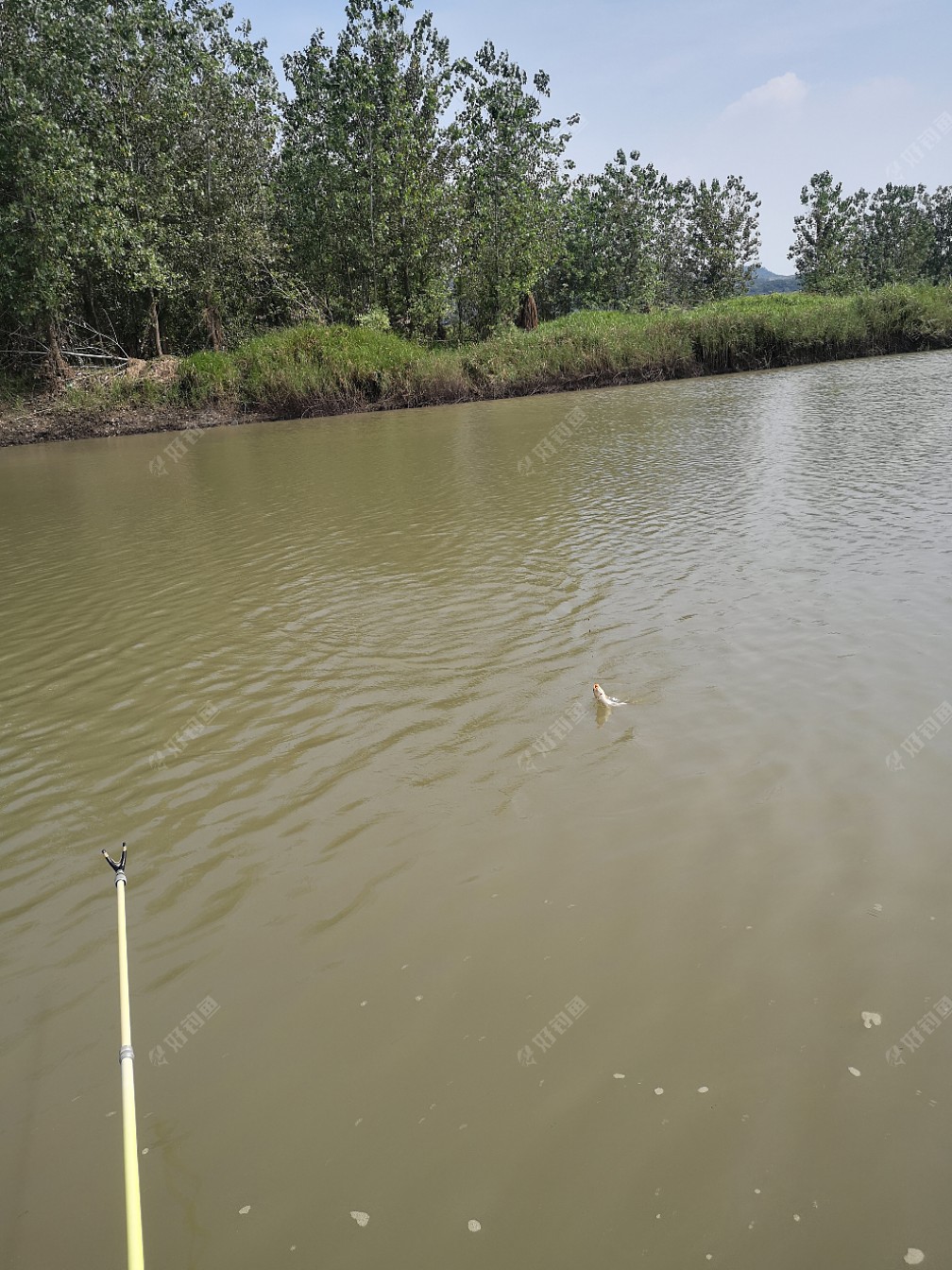 鲫鱼|许久不见，甚是想念